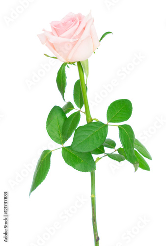 Pink blooming rose bud and leaves isolated on white background