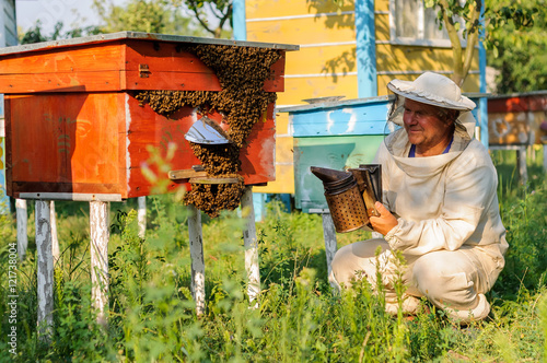 beekeeper inspects the apiary hive of bees
