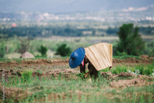 Kengtung , Myanmar - June 18 : Shan local farmer works in a rice field in a rural area in Kengtung , Myanmar , on June 18, 2016 . photo