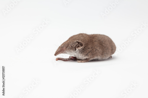 an small shrew photo