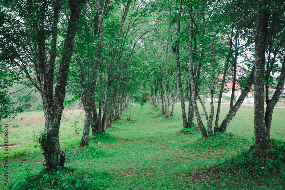 Fototapeta premium tree Park