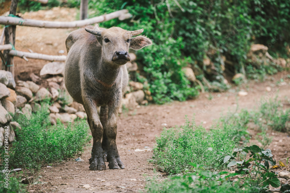 Fototapeta premium buffalo