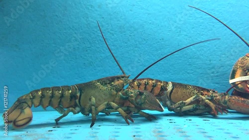 Lobsters Fighting in Water Tank at Fish Tank