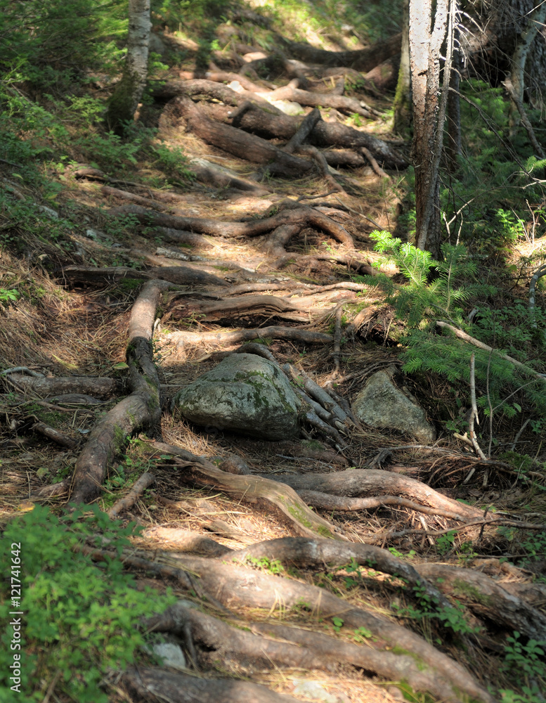 the roots of century-old pines and cedars form a step on the path in the Siberian taiga the roots of century-old pines and cedars form a step on the path in the Siberian taiga