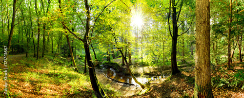 Lichtung im Wald mit Bach und Sonne