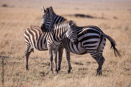 embraced zebras in Masai Mara  Kenya