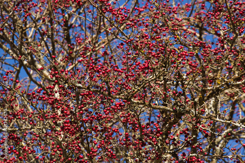 Majuelo sin hojas repleto de frutos de color rojo en oto  o