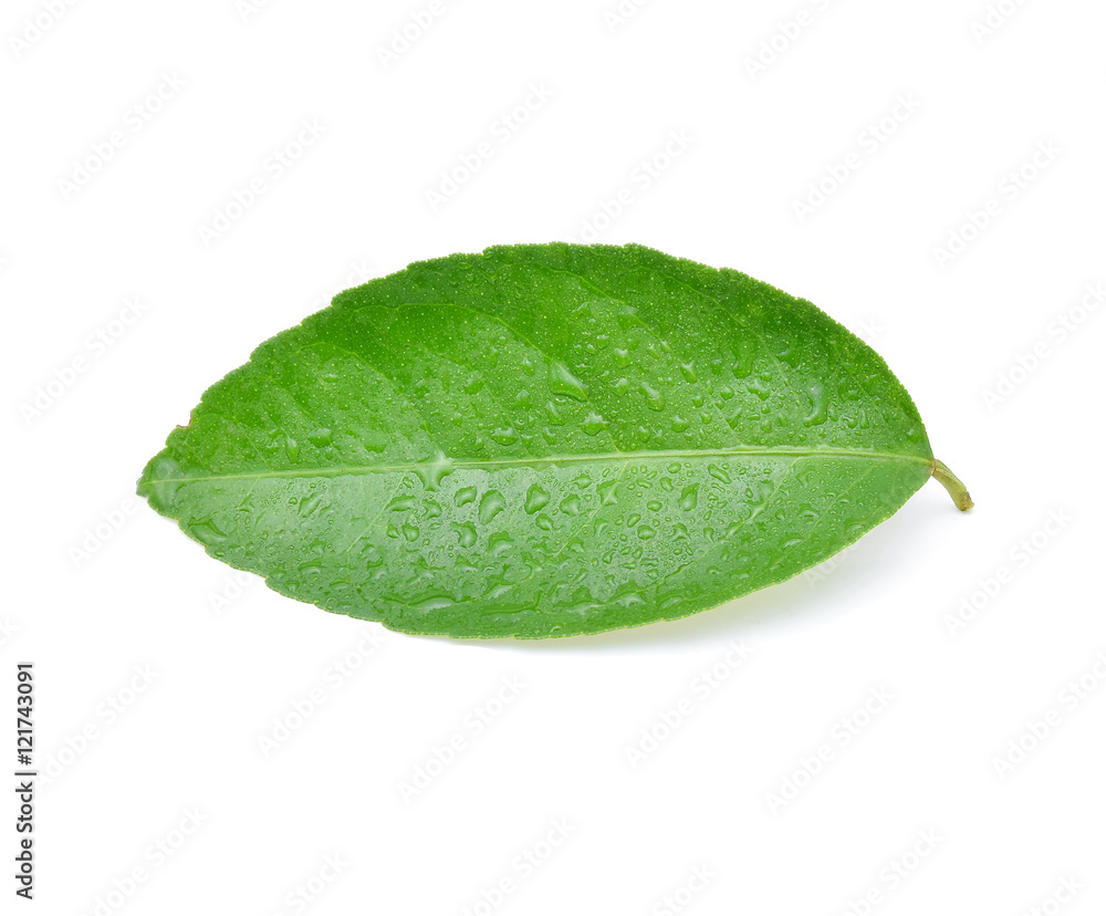 Orange green leaves on white background. Stock Photo Adobe Stock