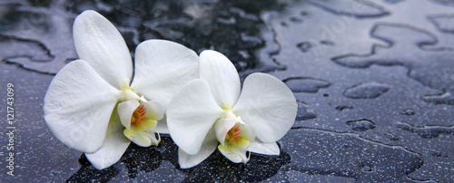Two white orchid flowers .