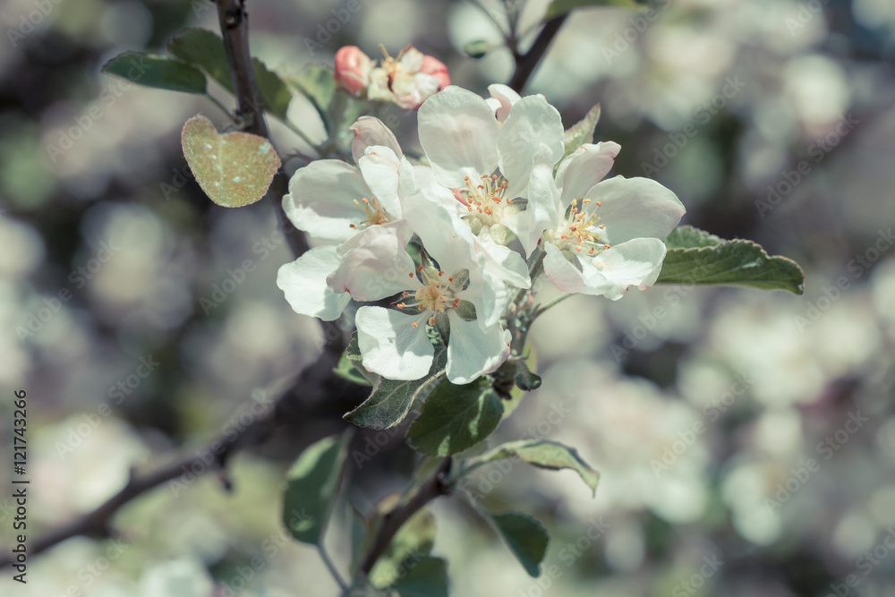 Obraz premium Blooming apple tree