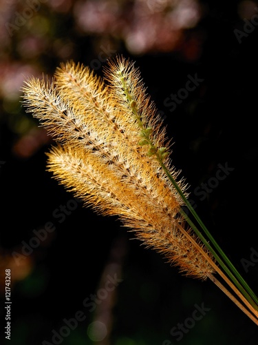 ripe ears of grass plant close up