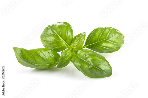 Fresh green wet leaf basil