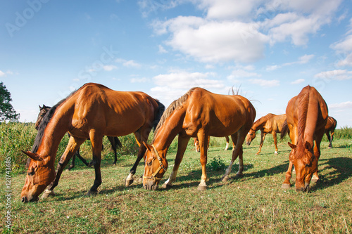 herd of horses is grazed on a alpine green meadow