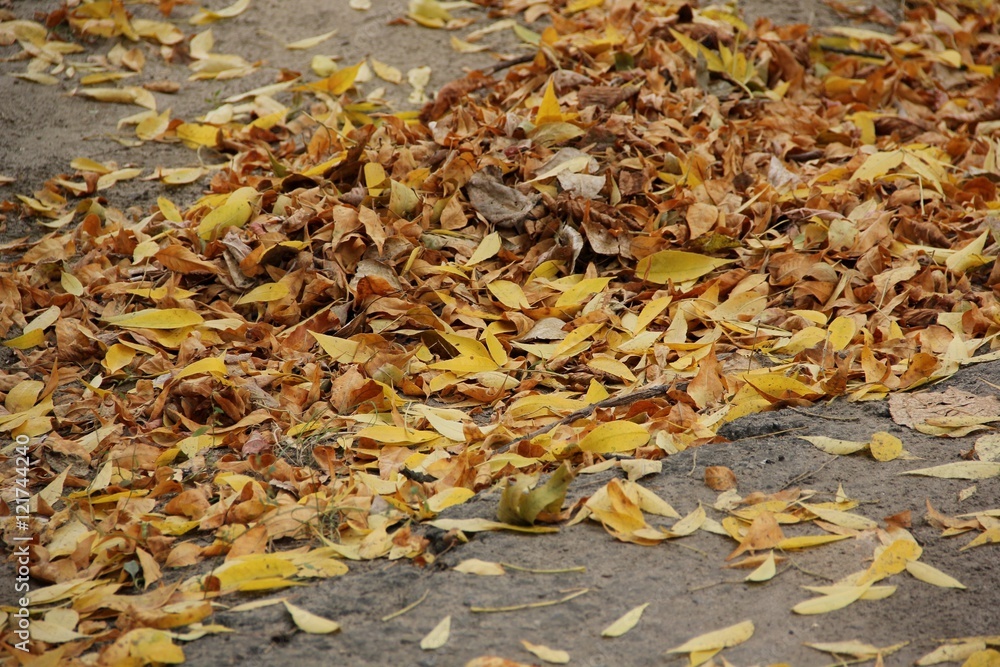 autumn leaves autumn leaves