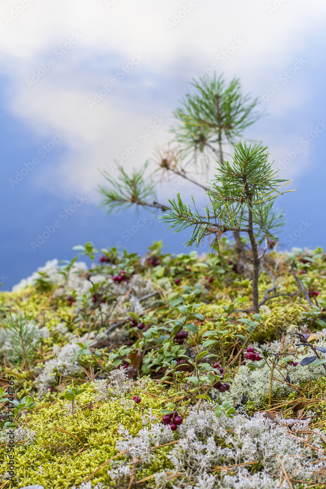Red cranberries background berry among moss and small pine on the cliff above the river Red cranberries background berry among moss and small pine on the cliff above the river