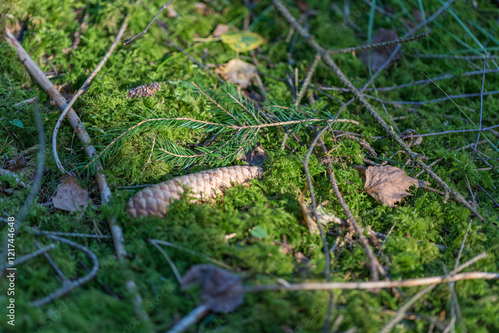 Obraz premium Forest