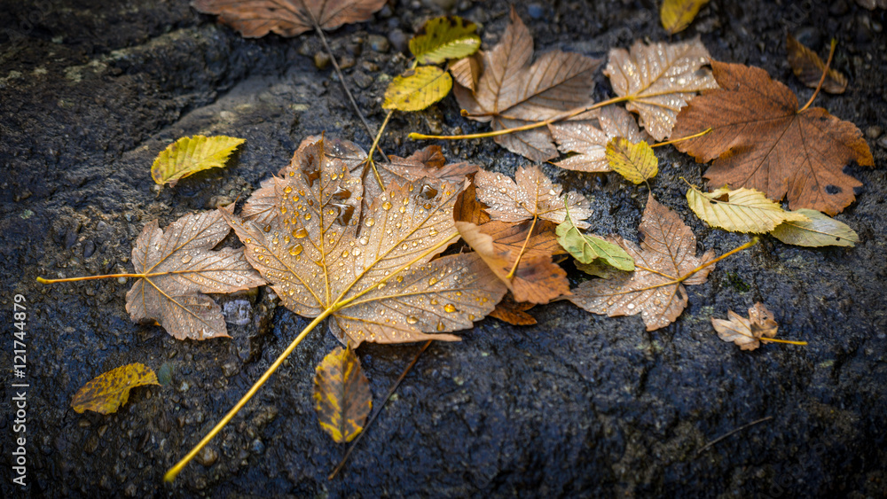 colorful leaves with raindrops on rock colorful leaves with raindrops on rock