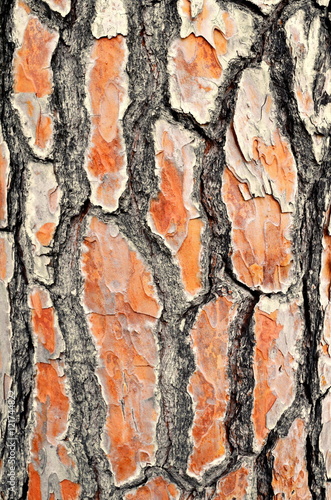 Bark old tree skin