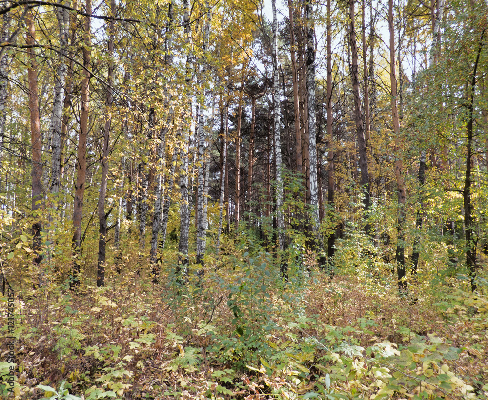 The bush in the foreground. Trees behind. The bush in the foreground. Trees behind.