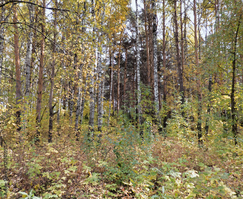 The bush in the foreground. Trees behind.