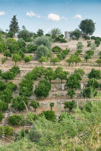 Orchard on the island of Sicily, Italy