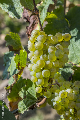 Wallpaper Mural bunch of green grapes on grapevine right before harvest Torontodigital.ca