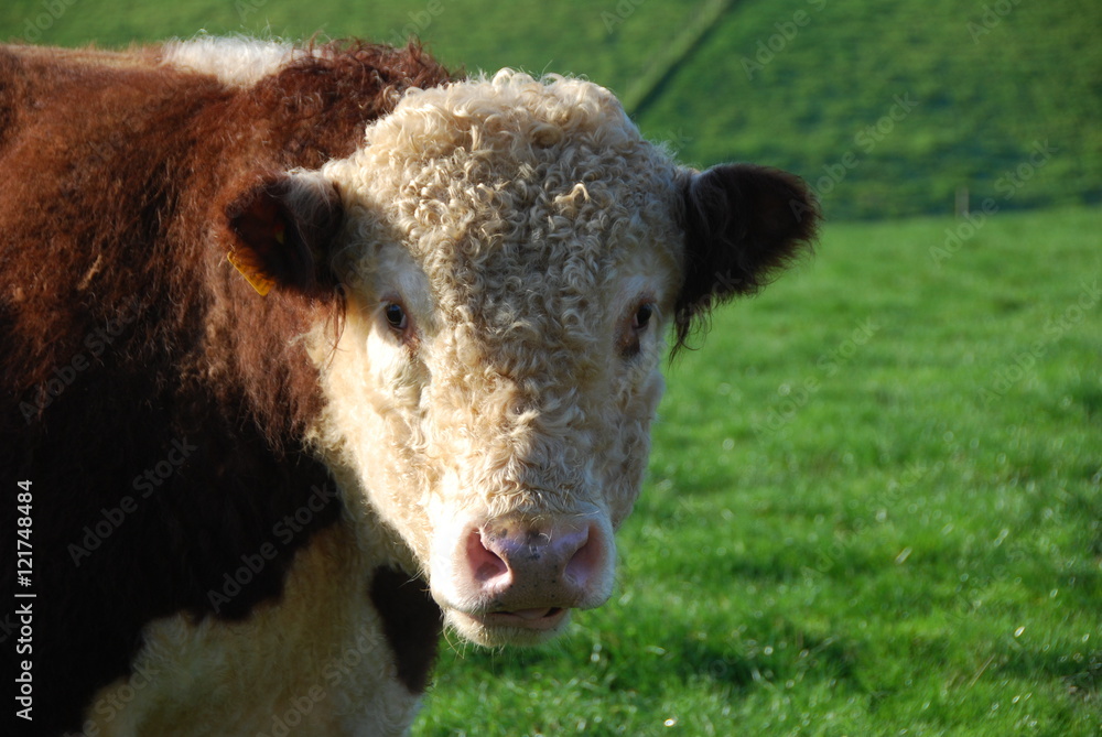 Fototapeta premium Load of Bull