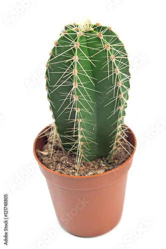 Fototapeta Naklejka Na Ścianę i Meble -  Cacti cactus plant in pot isolated on white