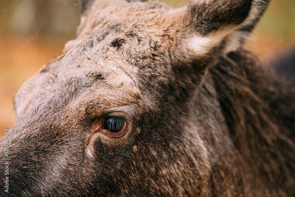 Close up of eye of wild female moose, elk Close up of eye of wild female moose, elk