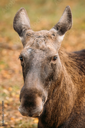 Close Up Of Head Of Wild Female Moose, Elk
