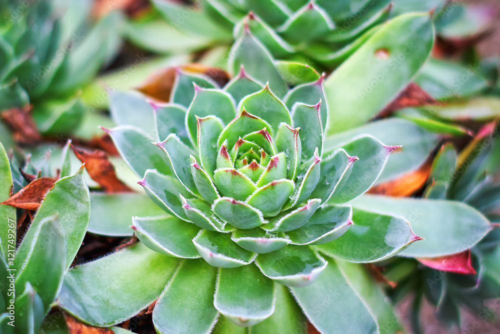 Closeup of houseleek (Sempervivum tectorum) in the garden Closeup of houseleek (Sempervivum tectorum) in the garden