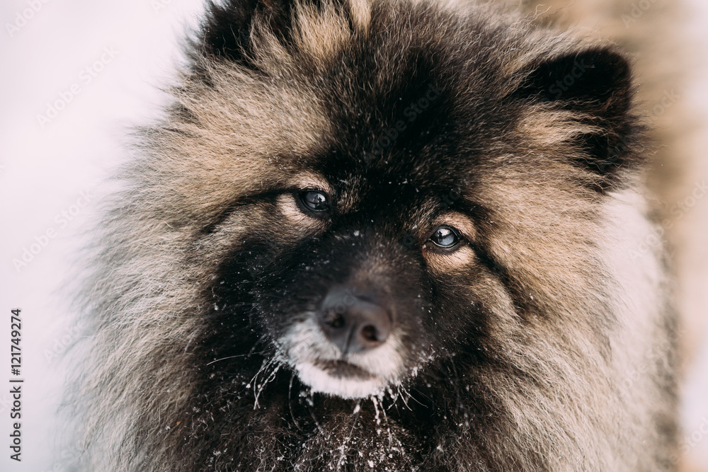 Close up of Funny Young Keeshond, Keeshonden dog in snow Close up of Funny Young Keeshond, Keeshonden dog in snow