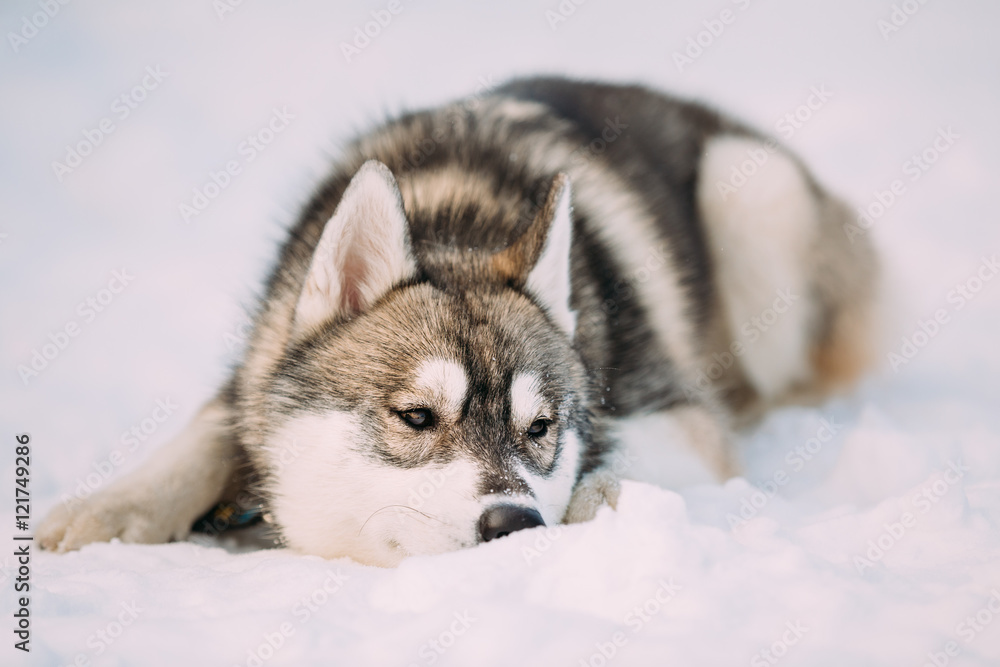 Husky Dog Sit In Snow. Winter 