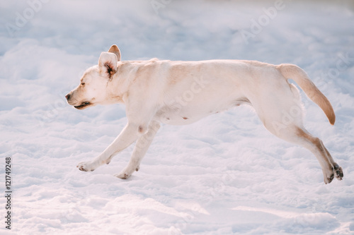 Young funny female labrador dog playing outside, running on snow © Grigory Bruev