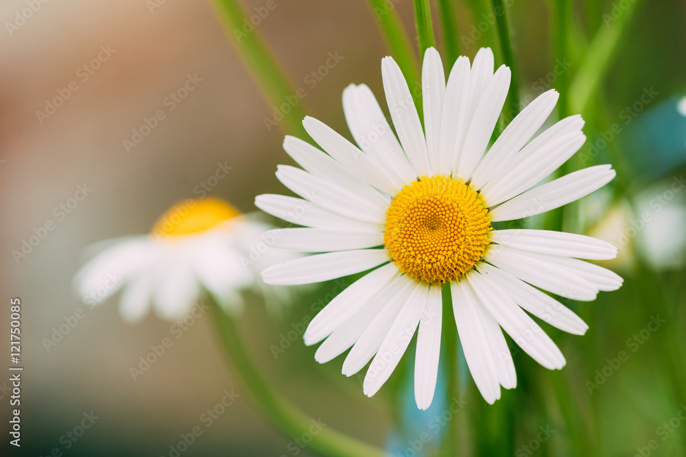 Fototapeta premium Close View Of Blooming Garden Decorative Flowers, White Chamomile