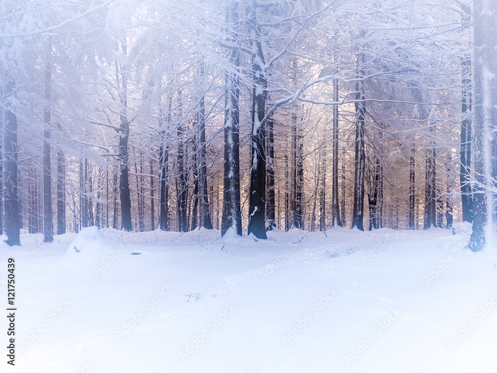 Dreamy winter forest Dreamy winter forest
