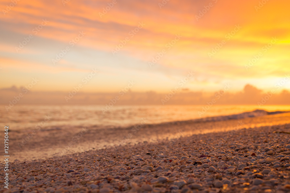 Fototapeta premium closeup of shells on beach with sunset in background