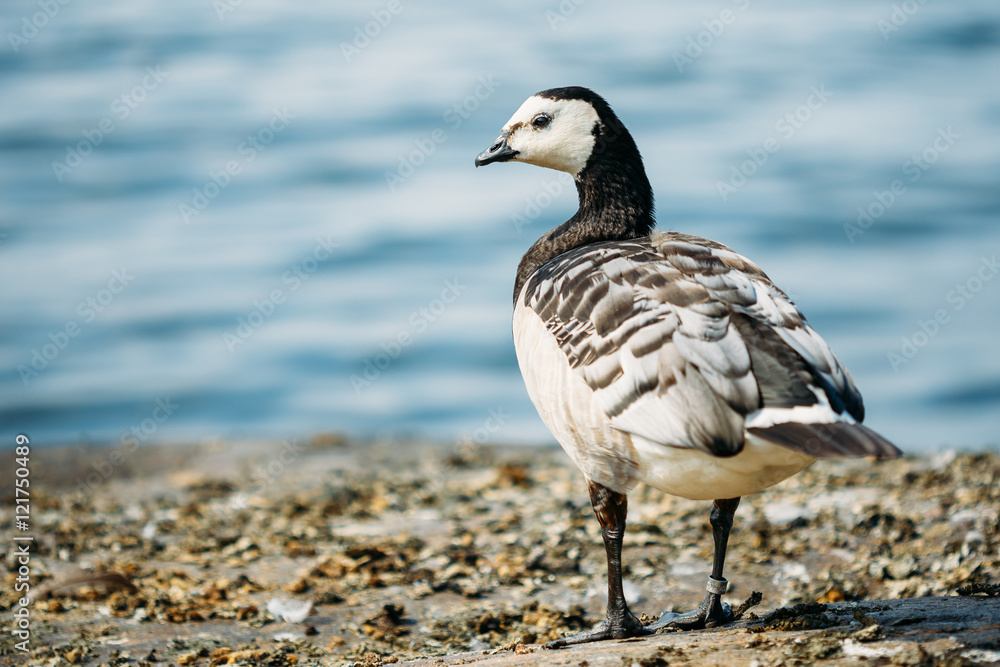 Close Barnacle Goose, Branta Leucopsis Wild Sea Bird With White Close Barnacle Goose, Branta Leucopsis Wild Sea Bird With White