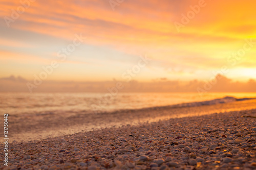closeup of shells on beach with sunset in background
