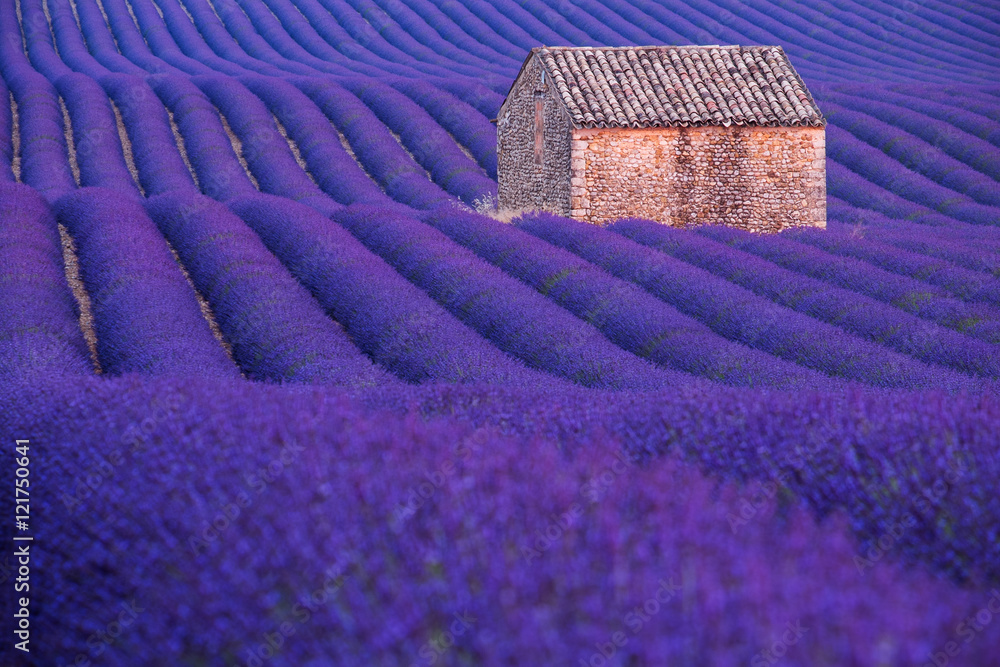 Obraz premium Kamienna buda na lawendowym polu w Provence