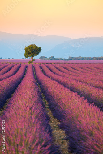 Lavender field  near Valensole.France