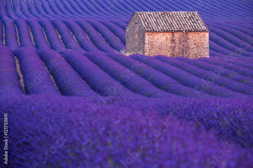 Fototapeta Naklejka Na Ścianę i Meble -  Stone hut on lavender field in Provence