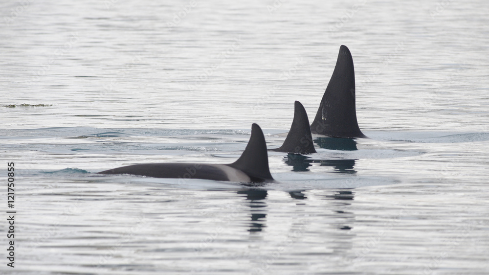 Fototapeta premium Pod of Orcas, Iceland