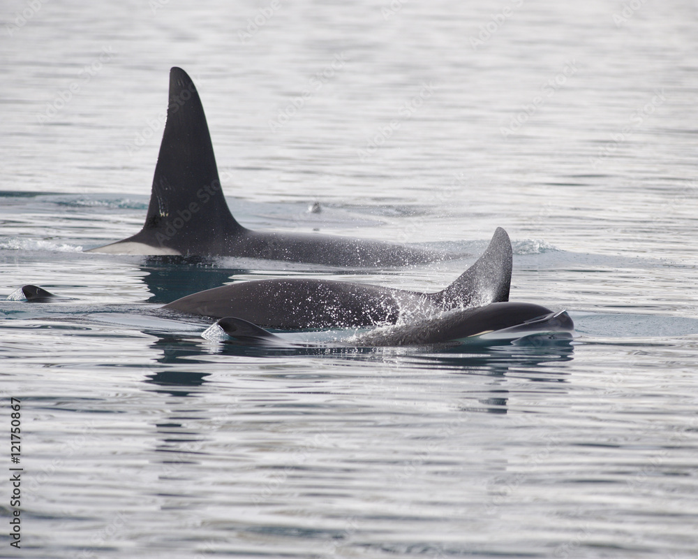 Naklejka premium Pod of Orcas, Iceland
