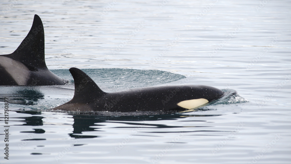 Fototapeta premium Pod of Orcas, Iceland