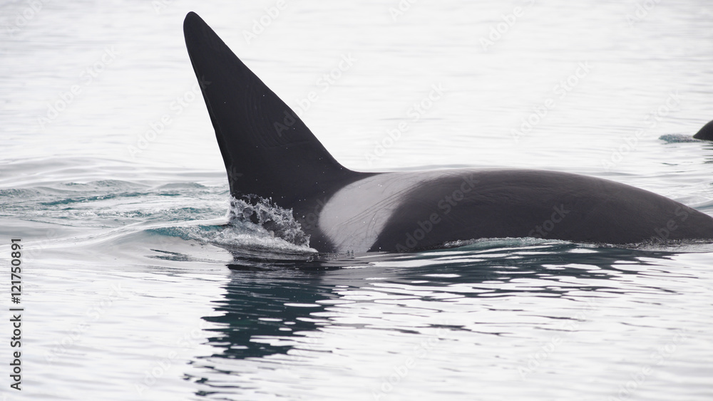 Fototapeta premium Orca, Iceland