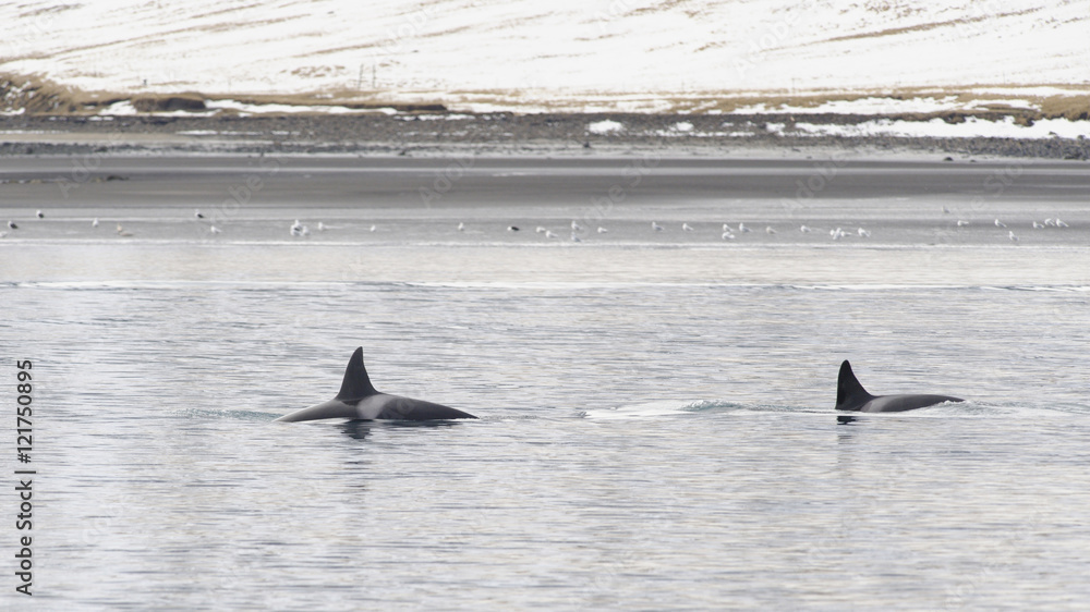 Fototapeta premium Pod of Orcas, Iceland