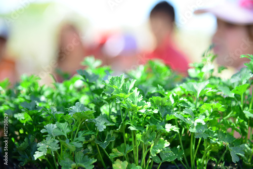 Planting green herbs in workshop