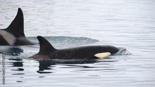 Pod of Orcas, Iceland © Eric Middelkoop