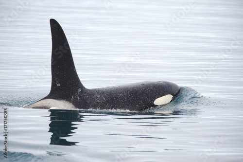 Pod of Orcas, Iceland